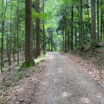 schöner Weg im Wald